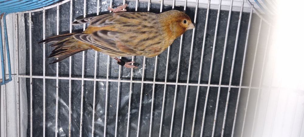 Канарейка  сотилади