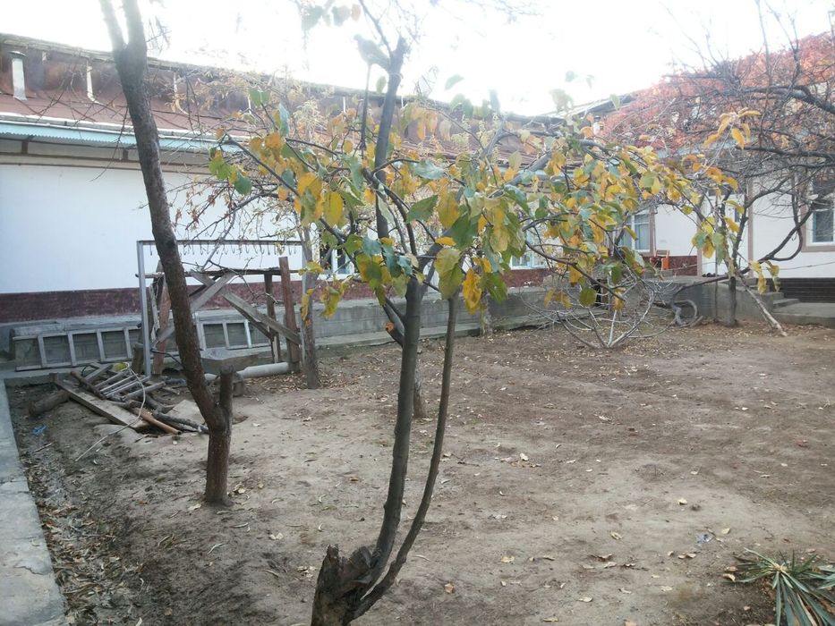 1 sötugi 24.000$ Nazarbek Pochta 9 sötu