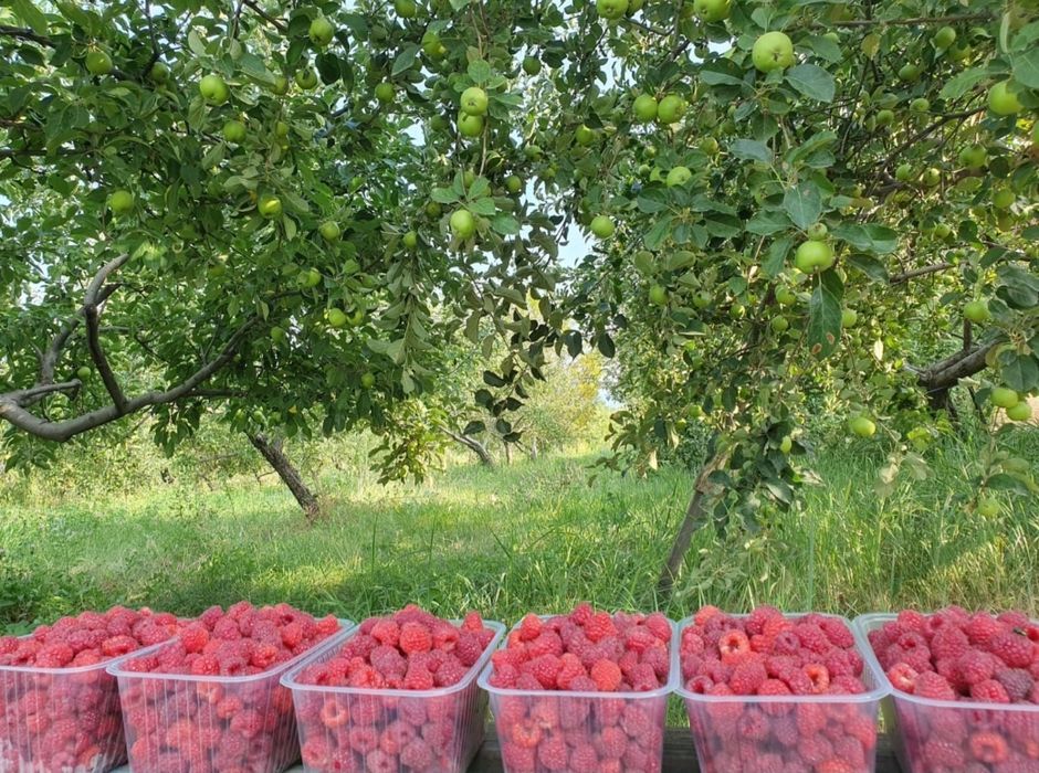 2500 за 1 литр малина