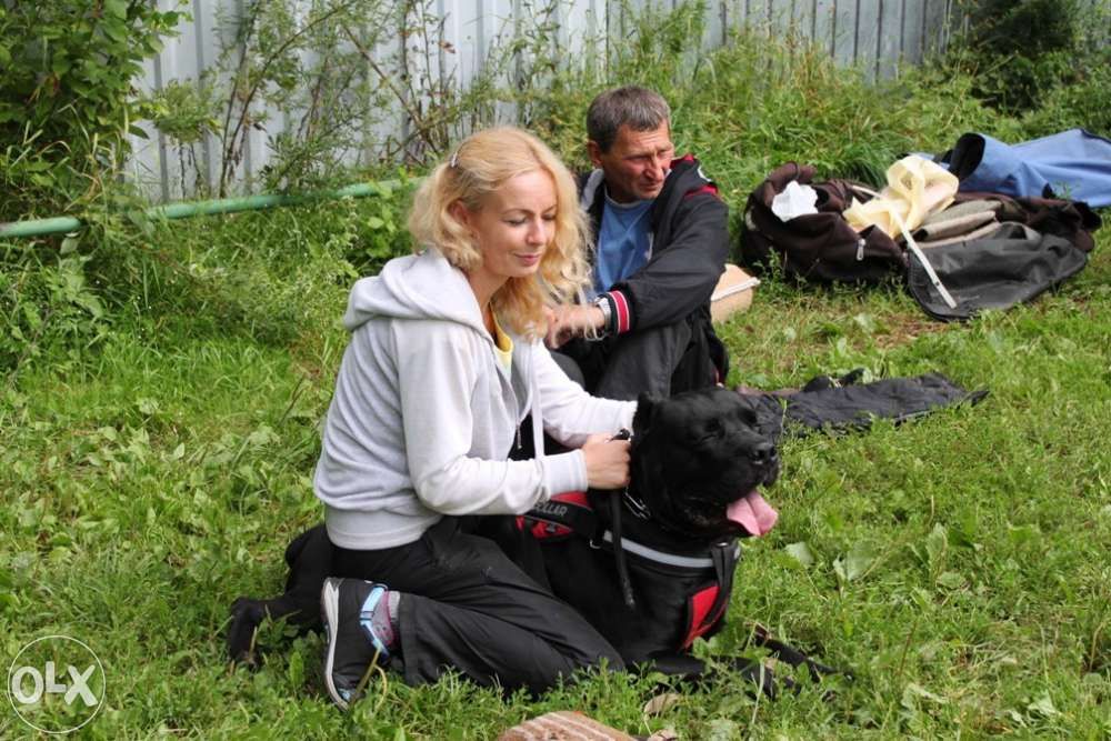 Dresaj Bucuresti (instructor atestat)