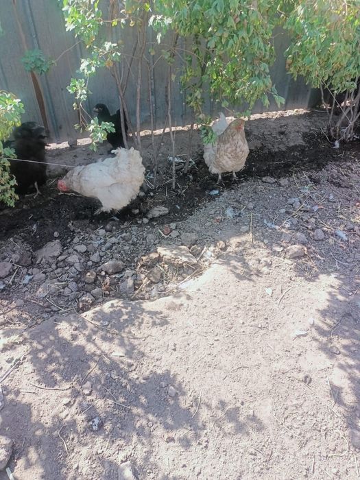 Продам дамашних курей брама