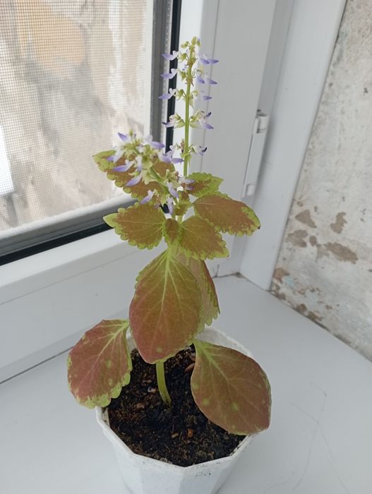 Комнатные растения