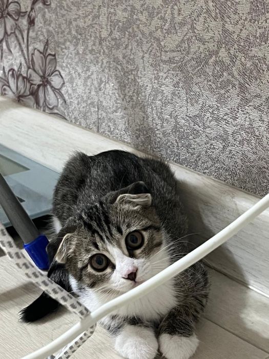 шотландская вислоухая кошка