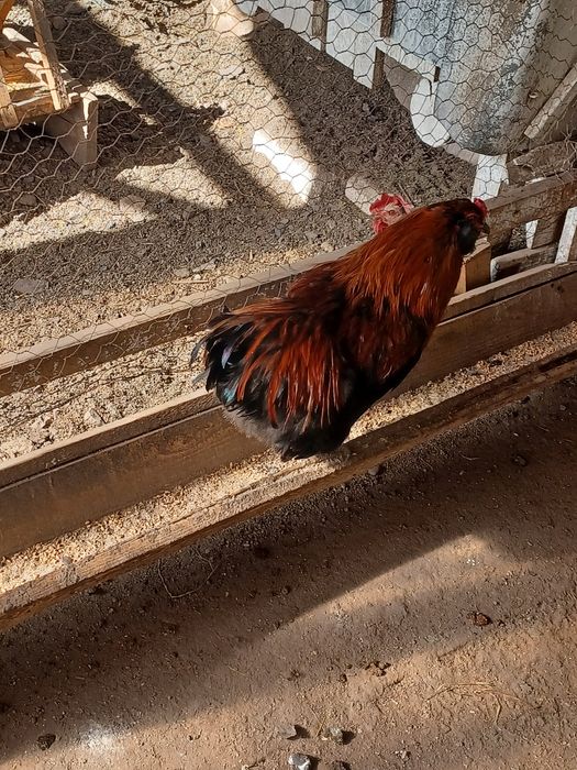 Cocoși de vânzare din primăvară din ouă albastre cine dorește să cumpe