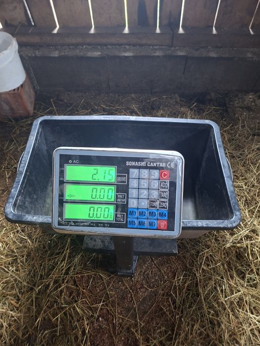 Vând 2 noatine de tinut sau de taiat