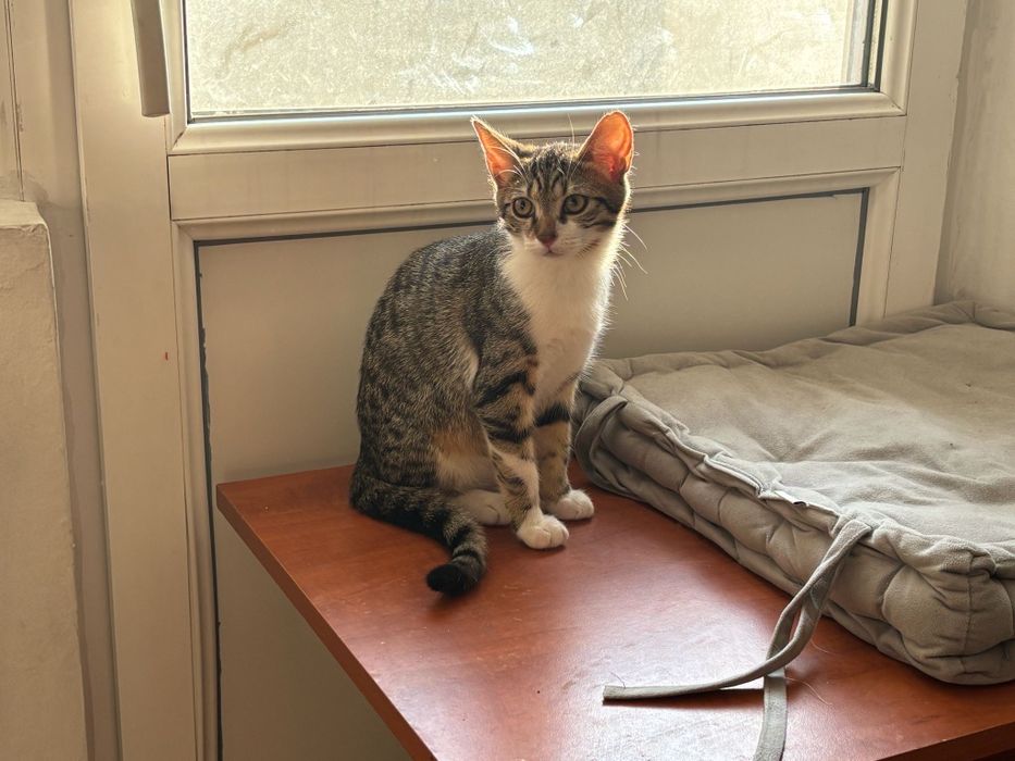 pisicuta superba de adoptat, pui de pisica frumos, pisicuta pentru adoptie, puiut de pisica, pui, pisicuta