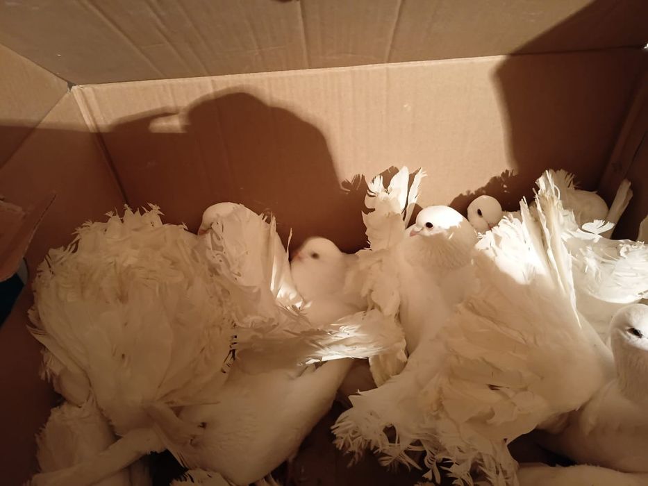 Продам голубей порода павлин