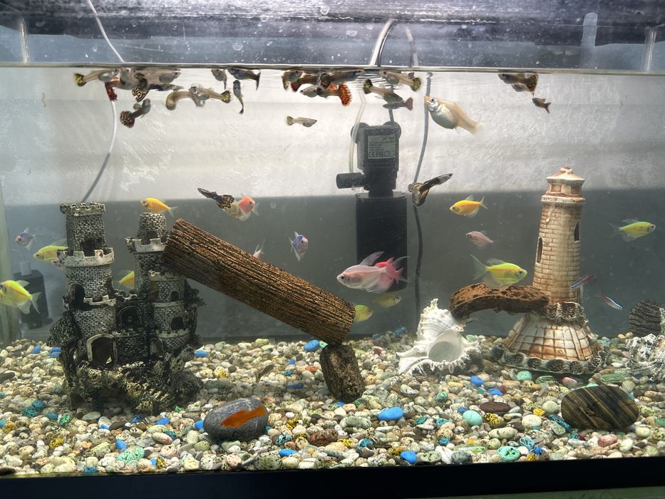 Продам аквариум с рыбками