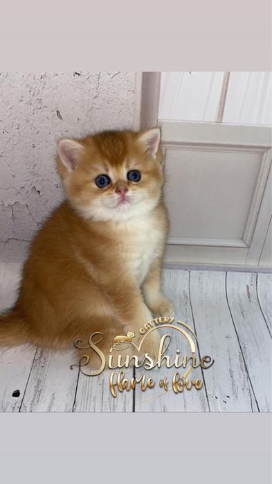 Британские золотинки шиншиллки