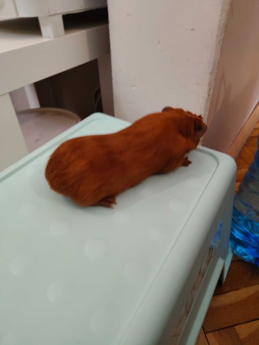 Продавам морски свинчета