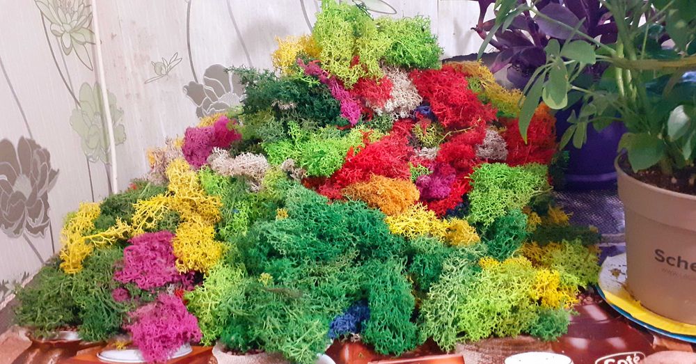 ПРОМО! Скандинавски мъх 20 лв.