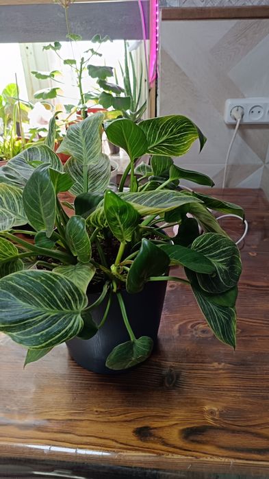 Распродажа в связи с переездом продаю комнатные цветы большой выбор