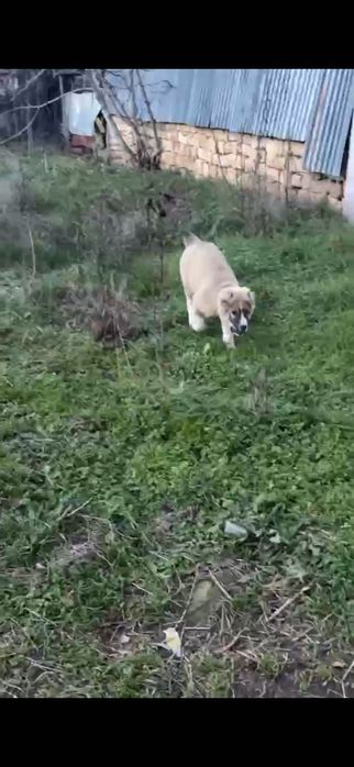 Алабай, 3 месеца Мъжко