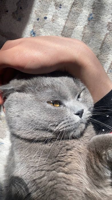 Mushuk sotiladi narhi 1500milyon kami bor