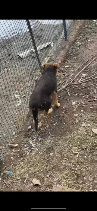 Отдам на хорошие руки