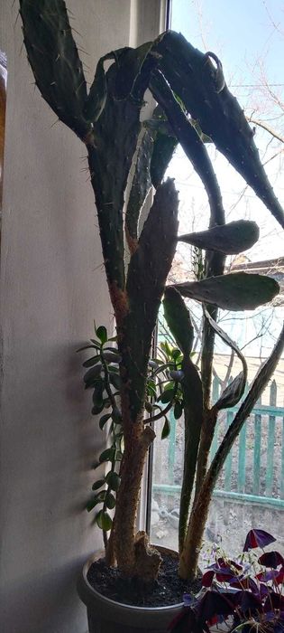 Комнатные цветы в горшках