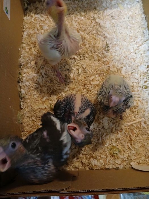 Vând puișori de nimfa de toate vârstele