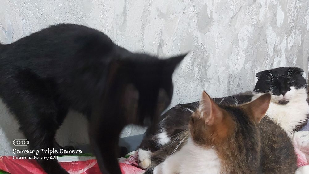 Отдам котика в добрые руки