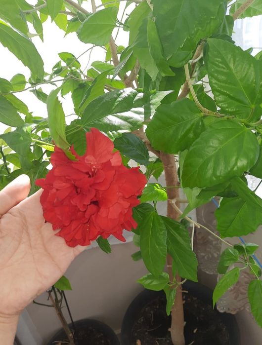 Trandafir, ficus