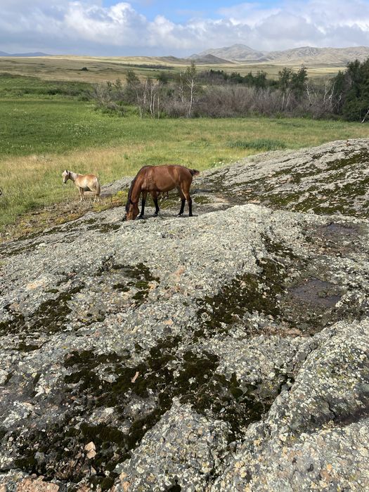 Фазенда, крестянское хозяйство.ТОРГ