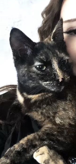 кошечка ищет дом