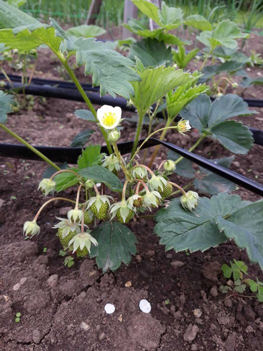 Vând stoloni/rasad căpșune Soi Remontant Albinon care fac rod tot anul