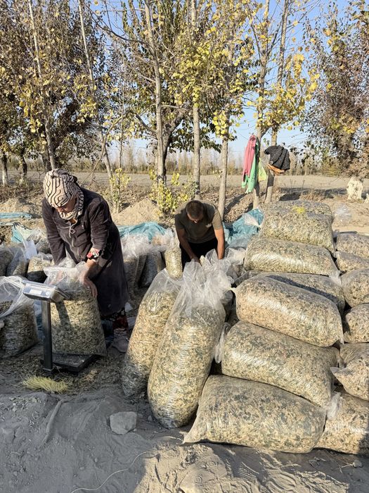 Silos donli yaguar kamayinda urilgan