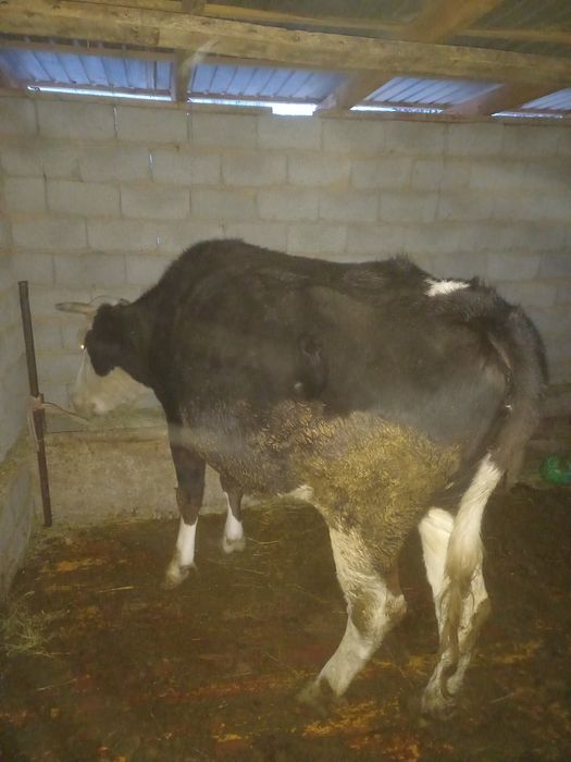 Сыйыр сатылады ала буаз