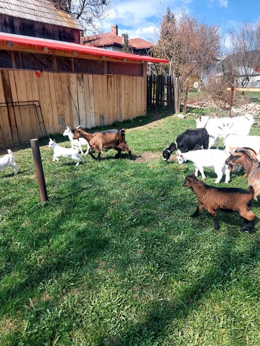Capre la prima și a doua fătare.
