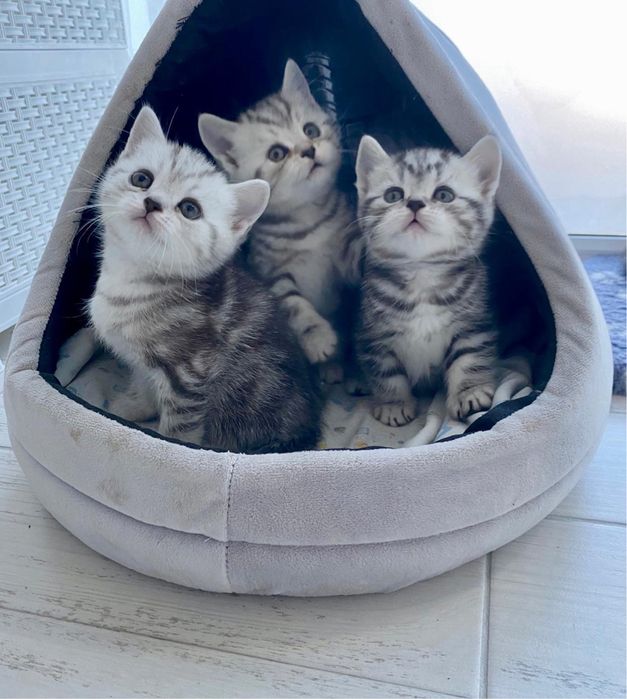 Шотландские котята