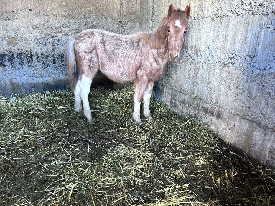 Ерке жабагы тай жеребенок Мальчик
