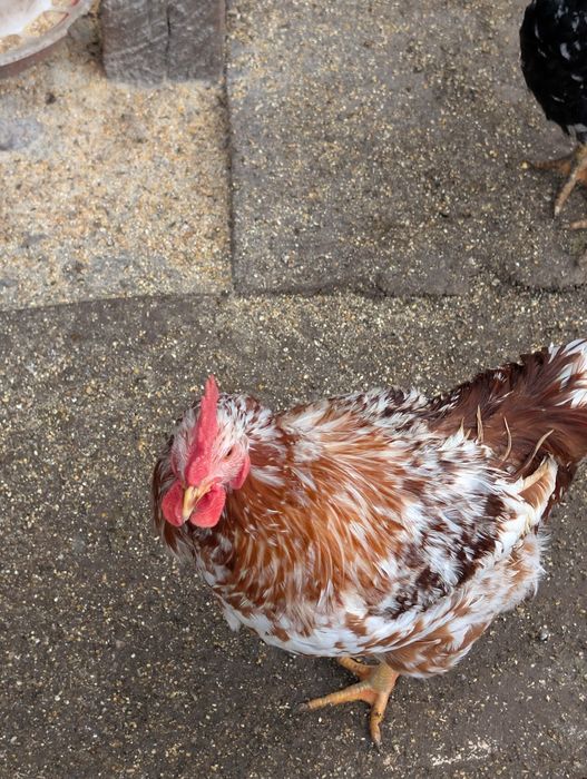 Familie găini de rasa vorverk cocosi combatant uriaș pita pinta