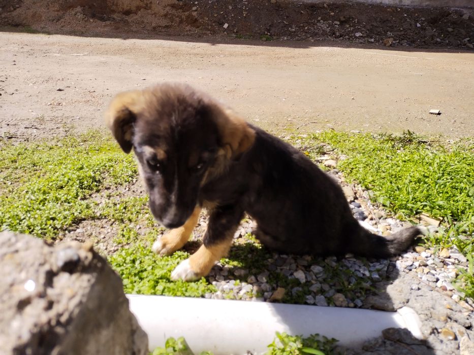 Kuchuk bolasi tekinga beriladi