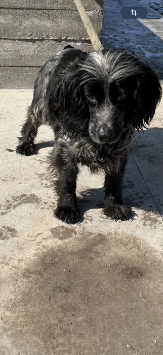 Спаниель девочка , возраст 1 год!!!