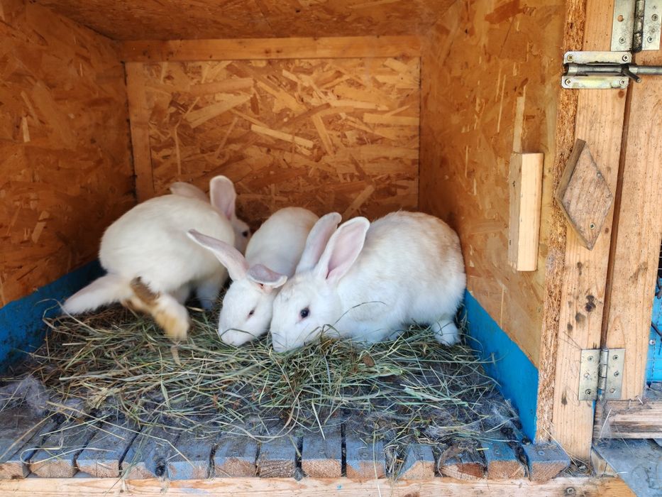 Vând iepure femelă negru