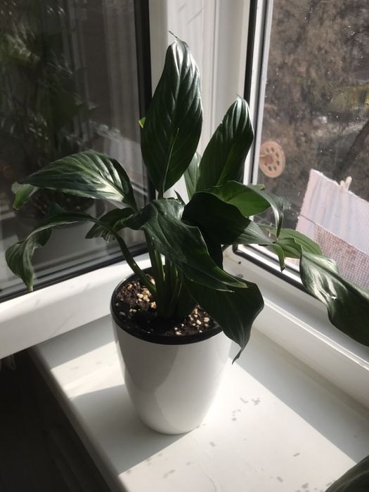 Комнатные цветы недорого