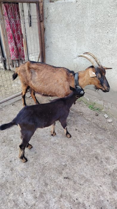 Capra Alpin Francez