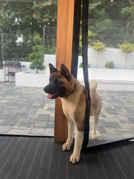 Vand Akita American femela cu pedigree,2ani, parinti campioni nationali