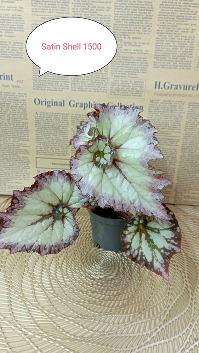 Продам Бегонии декоративнолиственные