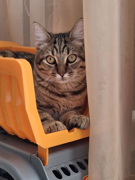 Отдам кота в хорошие руки