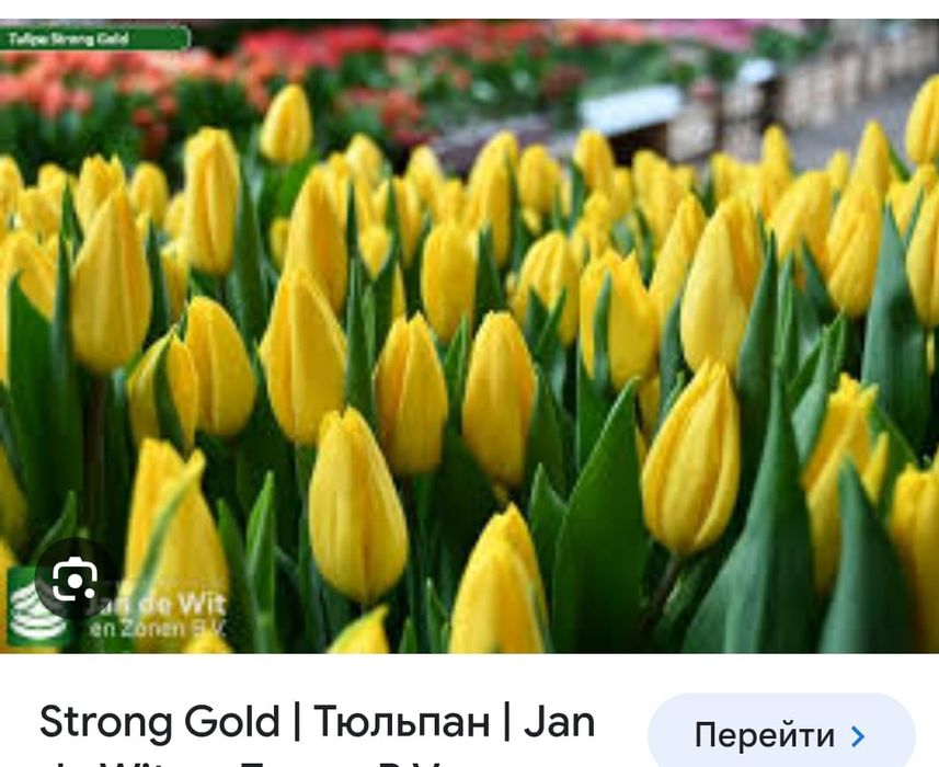 Тюльпаны оптом с теплицы