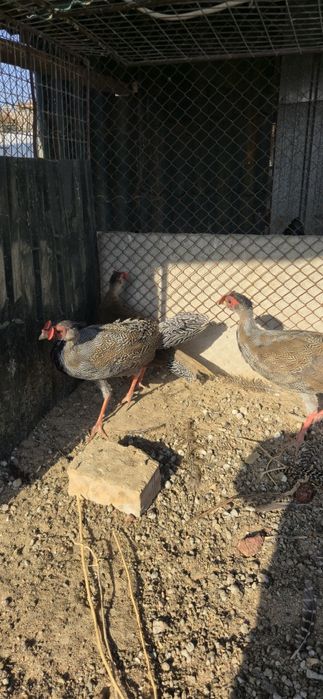 Серебряный фазан