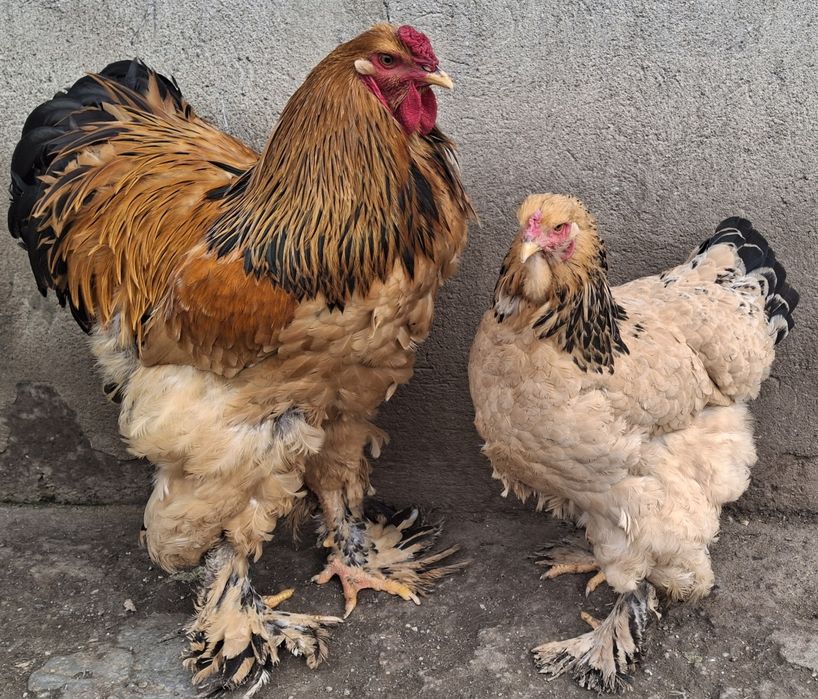 Vând pereche brahma Columbia pe negru 2025