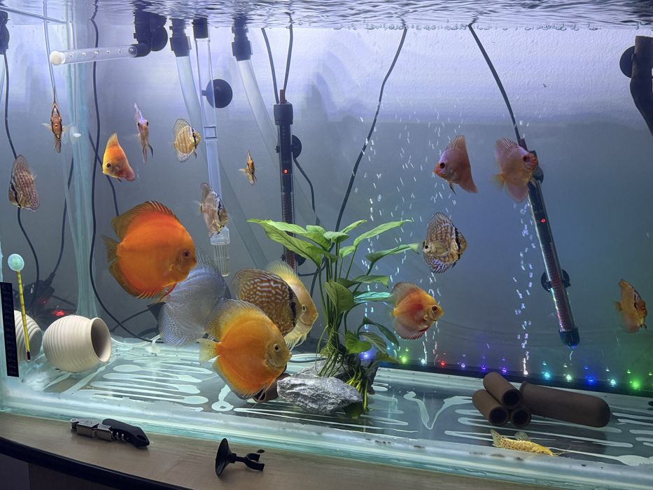 Pesti discus de vanzare