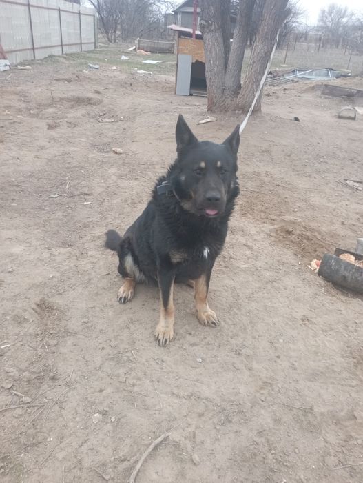 Вязка Европейская овчарка кабель