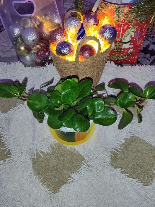 Комнатные цветы.