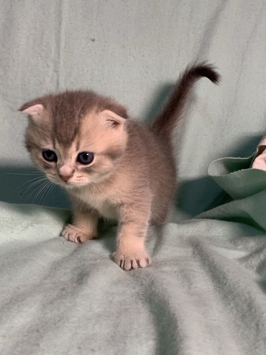 Шотладская кошечка.