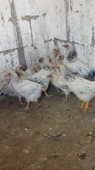Продам куры домашние