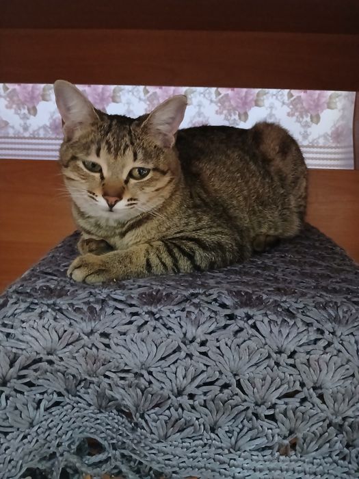 Мысық жақсы қолға