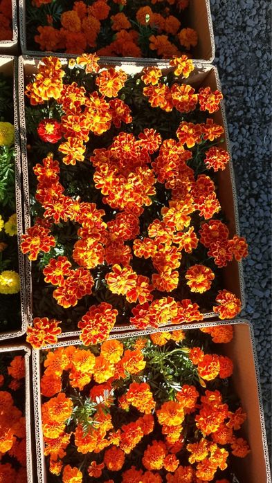 Петуния Сальфия Бархатцы